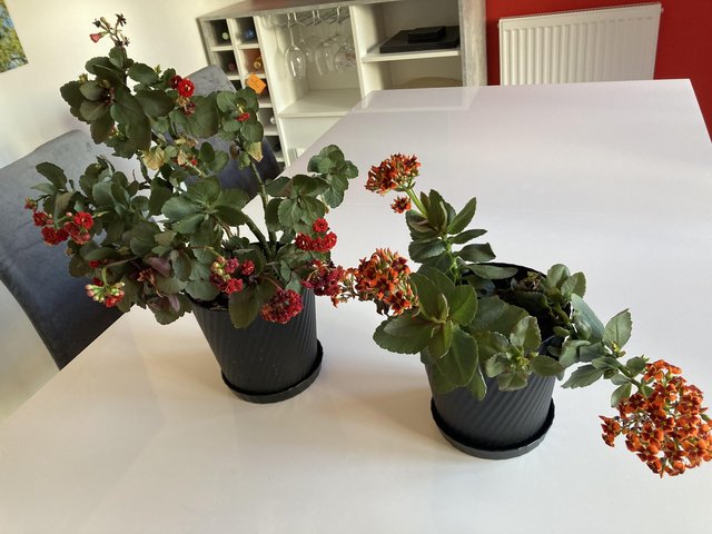Preview of the first image of Red and orange flowered plant.