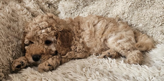 Image 6 of 1 x Miniature F3B Labradoodle Puppy Left