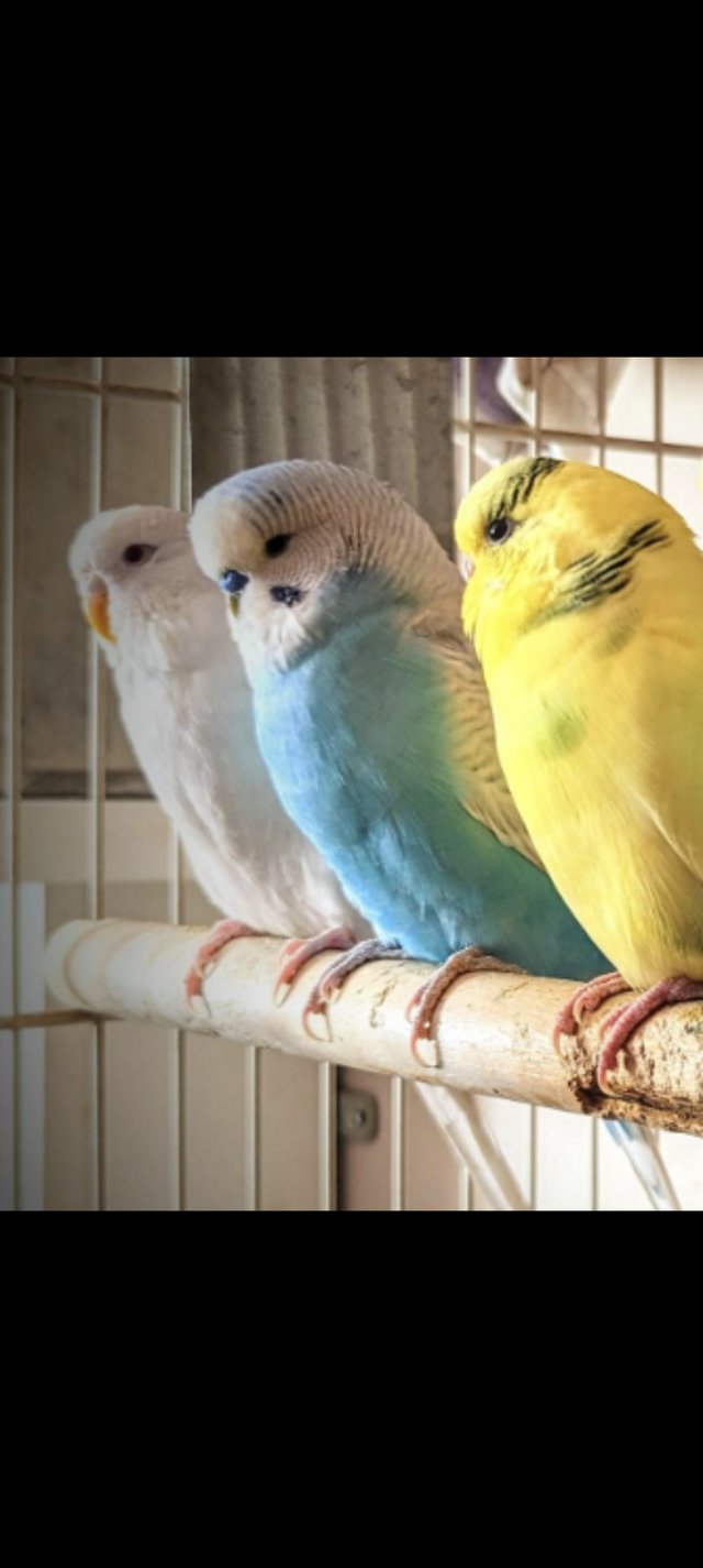 Preview of the first image of 3x Budgies for sale MUST GO TOGETHER.