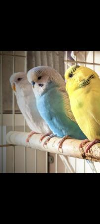 Image 1 of 3x Budgies for sale MUST GO TOGETHER