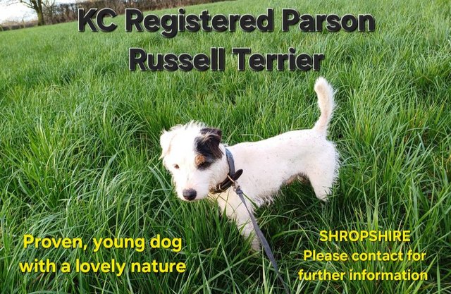 Preview of the first image of KC Registered Parson Russell Dog.