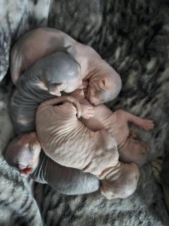 Image 2 of Sphynx kittens for sale