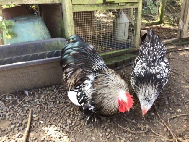 Preview of the first image of Silver Laced Pekin Bantam Hatching Eggs.