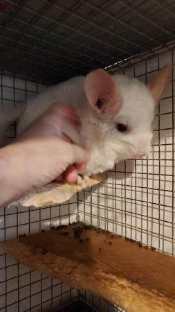 Image 3 of Female Chinchilla pink white 5 years old..friendly