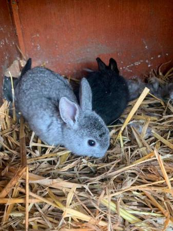 Image 4 of Rabbit  (black  female) looking for a new home, £10