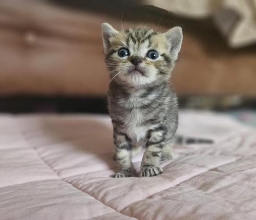 Image 5 of Stunning British Shorthair Kittens