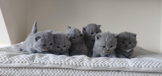 Image 8 of Amazing British Shorthair Blue registered kittens
