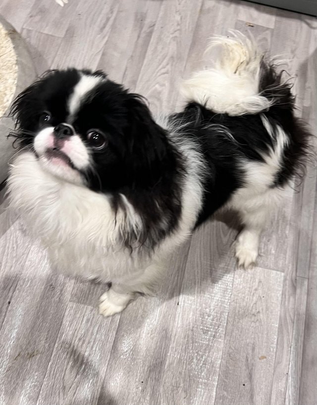 Preview of the first image of Japanese Chin Puppy Available.
