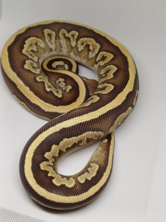 Image 7 of Cb23 Royal pythons, mainly female