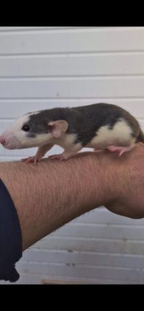 Image 5 of Male and female rats available