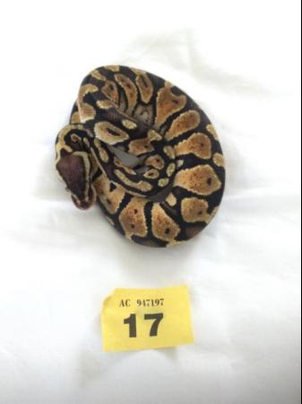 Image 8 of Female pastel baby royal python