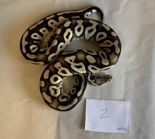 Image 1 of Ball pythons, selling whole collection plus vivs