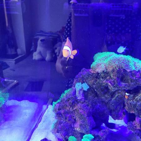 Image 2 of 2 year old clown fish for sale.
