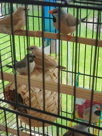 Image 4 of Zebra Finches young hatched this year from £12 each