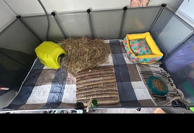 Preview of the first image of Two Male Guinea-Pigs and Set Up.