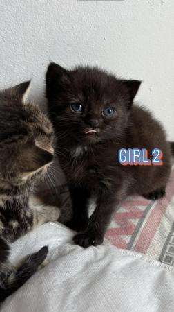 Image 1 of 3 gorgeous kittens for sale