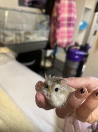 Image 1 of 4 month old Russian Dwarf Hamster