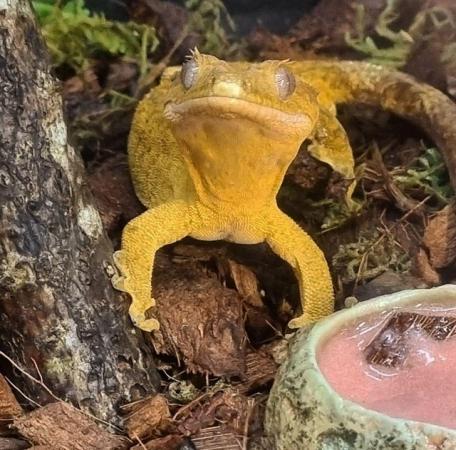Image 14 of Stunning Yellow Crested Gecko