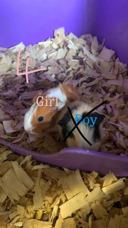 Image 3 of Female and male Guinea pigs for sale