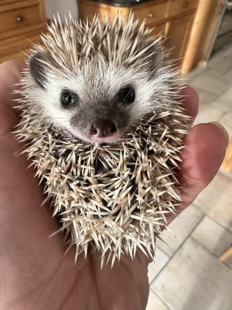 Image 5 of Male Pygmy hedgehogs for sale