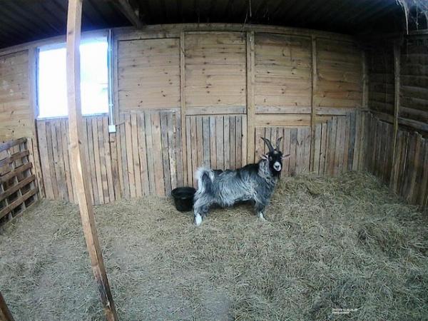 Image 2 of Male Pygmy Goat For Sale £200