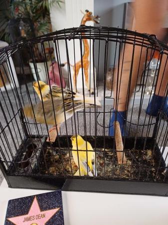 Image 1 of Singing cock canaries for pets