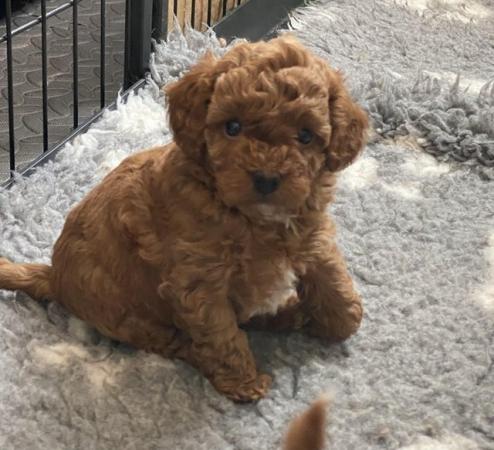 Image 15 of Gorgeous,Deep Red,Health tested Cavapoo pups