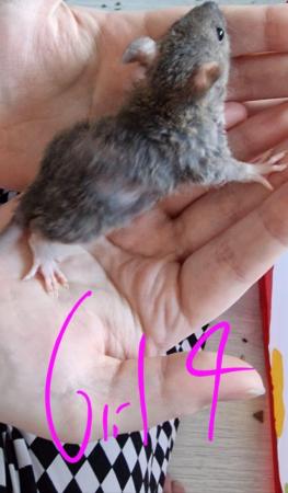 Image 33 of Friendly Female Rat Babies