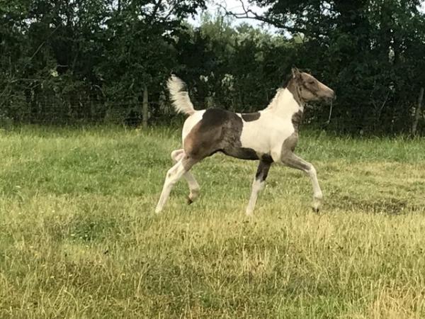 Image 2 of Curly Stallion. Tobiano 15:2hh