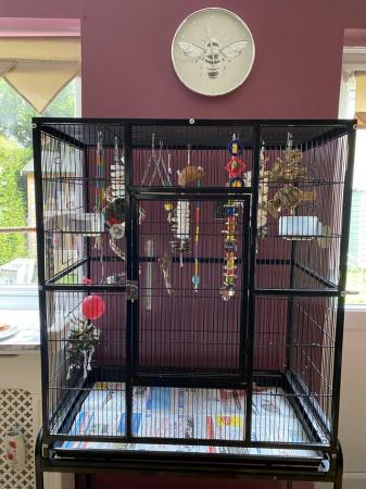Image 4 of Conure Crimson Bellied for sale with large cage