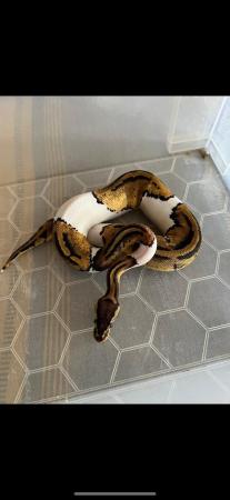 Image 2 of Super pastel pied ball pythons