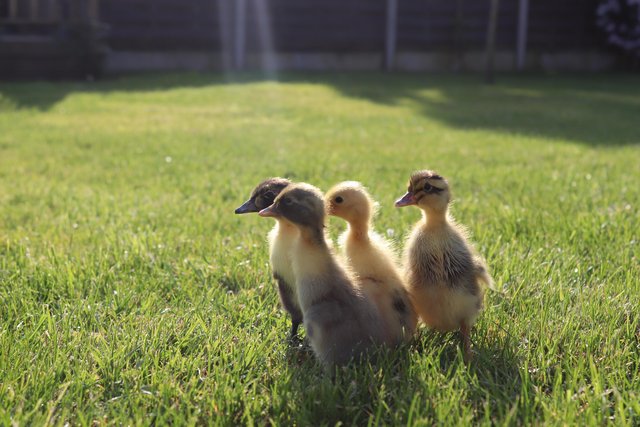 Image 2 of Day old runner ducklings for sale