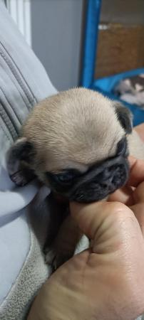 Image 6 of Last boy remaining * Pug puppy ready to leave now