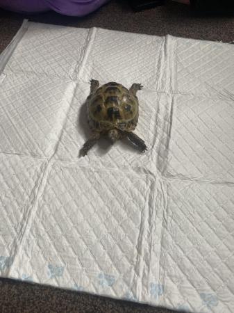 Image 4 of 7 year old male Horfield tortoise