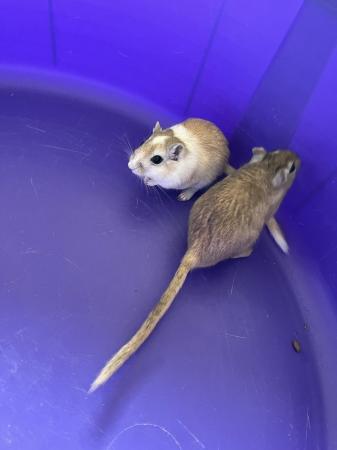 Image 5 of Male Gerbils with Glass Tank