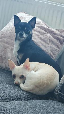 Image 1 of female chihuahua puppy looking for her forever sofa