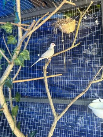 Image 5 of Diamond Dove for rehoming