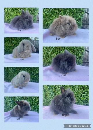 Image 8 of Mini double maned lionhead and mini lops available