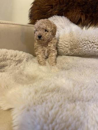Image 5 of Beautiful apricot mini toy poodles for sale