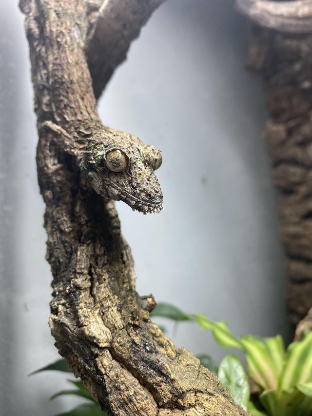 Preview of the first image of Male Uroplatus Sikorae cb2020.