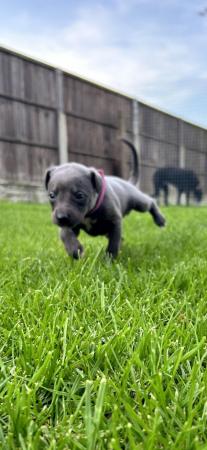Image 9 of KC Registered blue whippet puppies