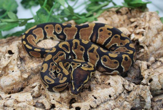 Preview of the first image of Cb23 Male Normal Royal Python ..
