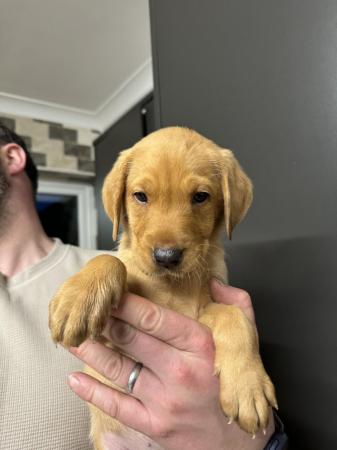Image 7 of Last bitch left fox red Labrador puppy for sale