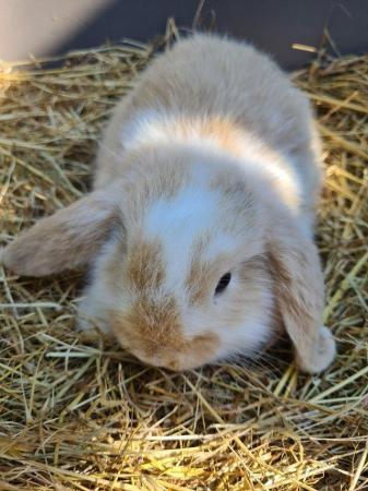 Image 19 of Adorable Dwarf Lop baby Rabbits.