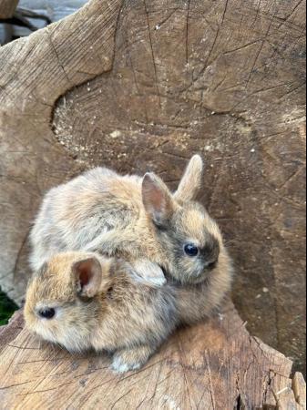Image 7 of Lovely litter of Netherland dwarf baby rabbits.