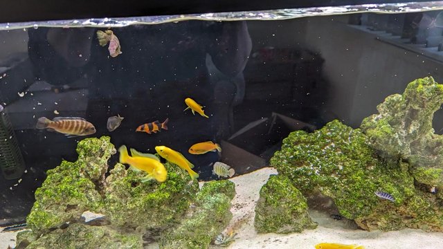 Image 6 of Malawi Cichlids and others 1-2 inches