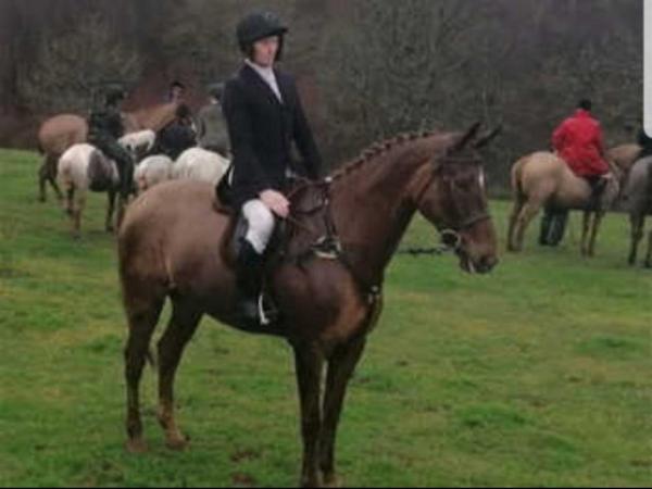 Image 1 of ****REDUCED TO SELL***  16.3hh 6 year old mare