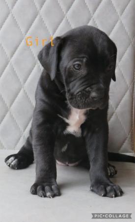 Image 2 of Cane Corso Pups Champion Bloodline Available 7th June 2024