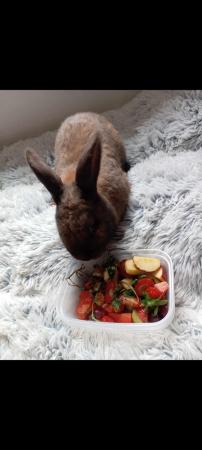 Image 1 of 1 year old  brown male rabbit
