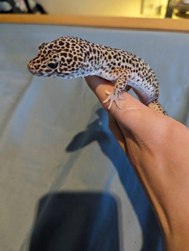 Preview of the first image of Leopard geckos adults and juveniles.